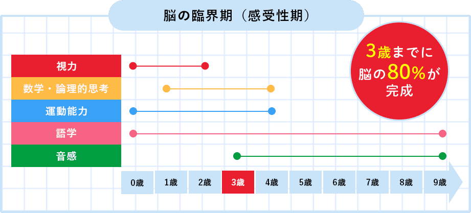 脳の臨界期（感受性期）