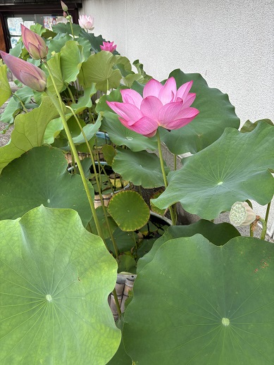 芝浦校